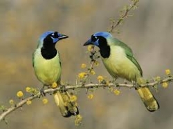 Birds